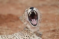 Cheetah