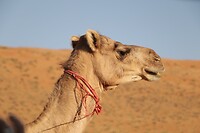 Wahiba Sands