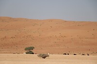 Wahiba Sands