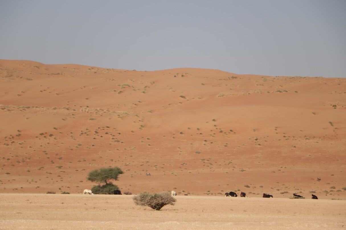 Wahiba Sands