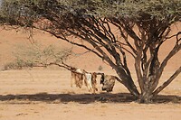 Wahiba Sands - bij de bedoeïenen