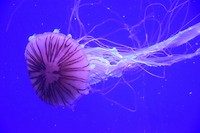 Oceanografic 3