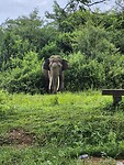 Wilde olifant