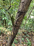 Groene ruwneus hagedis