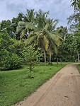 Wellawaya