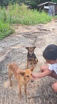 Diyaluma