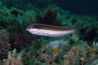 Coris_julis_14-07-05_female