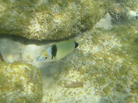 commontwobandedseabream