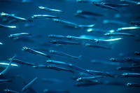 anchovies-greenberg-excerpt