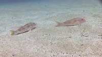 depositphotos_159936600-stock-video-school-of-fish-in-mediterranean