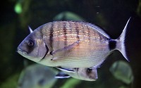 1200px-Diplodus_sargus_acqmilano-1024x640