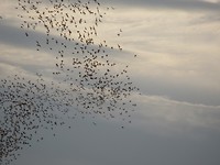 IMG_2966