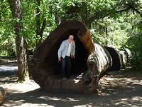 Hans in een Sequoia
