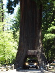 Drive thru Sequoia 'chandelier'