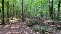 Zeisterbos (sound on)