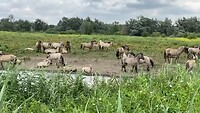 Konikpaarden Oostvaardersplassen