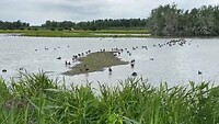 Ganzen (Oostvaardersplassen)
