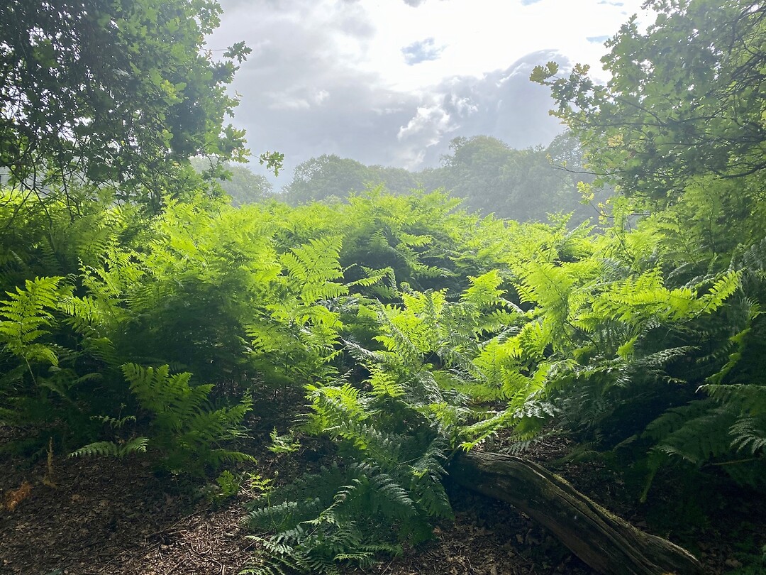 Veluwe