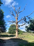 Veluwe