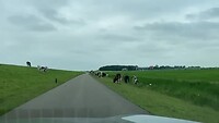Wat hebben wij deze vakantie toch met runderen???