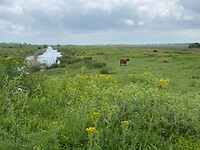 Schotse Hooglanders