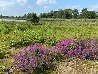 Bloeiende heide