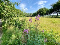 Wilgenroos: ergens langs de route