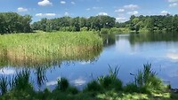 Kikkerconcert Nieuwkuijkse Wiel (geluid aan)