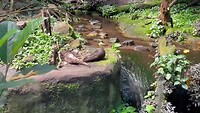 Otters… doing nothing