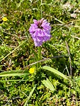 Wilde orchidee
