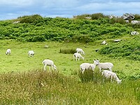 Blote schapen