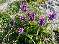 Wilde orchideeën