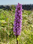 Orchidee
