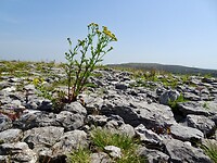 Karstplateau