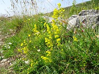 Heel veel wilde bloemen…