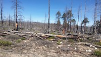 Verbrand bos