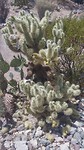 Komt veel voor in  Arizona