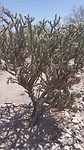 Weer een andere cactus