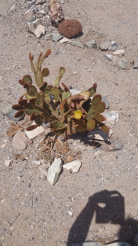 Soort vijgcactus is elk geval familie