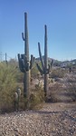 Saguaro's