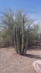 Organ pipe cactus