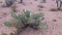 Engelmann prickly pear