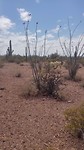Ocotillo