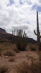 Organpipe en Saguaro