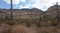 Saguaro's in allerlei maten gedaantes