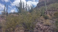 Organpipe cactussen