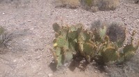 Nog zo'n jeweetwel cactus