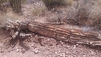 Een dode Saguaro kan best 100 jaar of ouder zijn