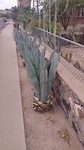 Wij zetten ligusters of buxus hier agave