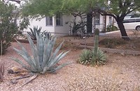 Agave